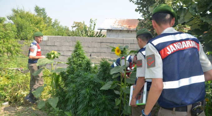 Bursa'da kenevir operasyonu