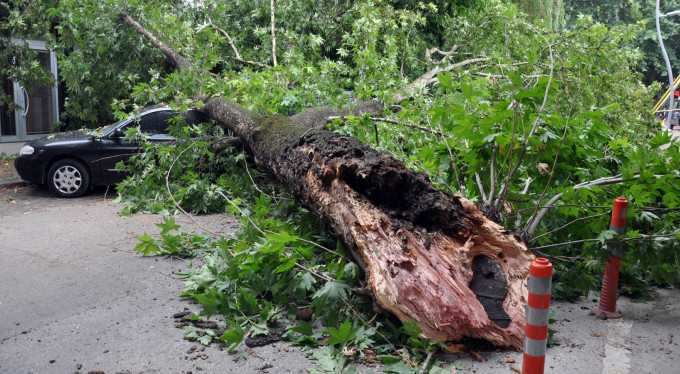 Bursa'da 150 yıllık çınar devrildi! Faciadan dönüldü