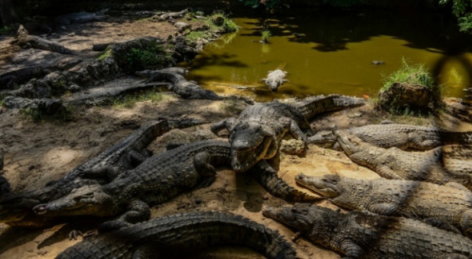 Beş kişiyi yiyen timsaha ömür boyu hapis cezası