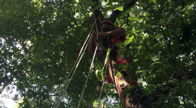 Bursa'da herkes o kedi için seferber oldu