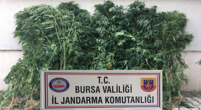 Bursa'da kenevir operasyonu