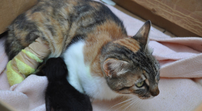 Bursa'da bacakları kopan kediden iyi haber