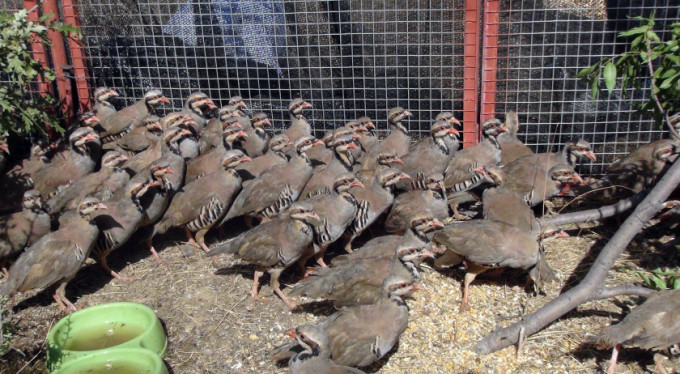 Her şehit için 1 keklik