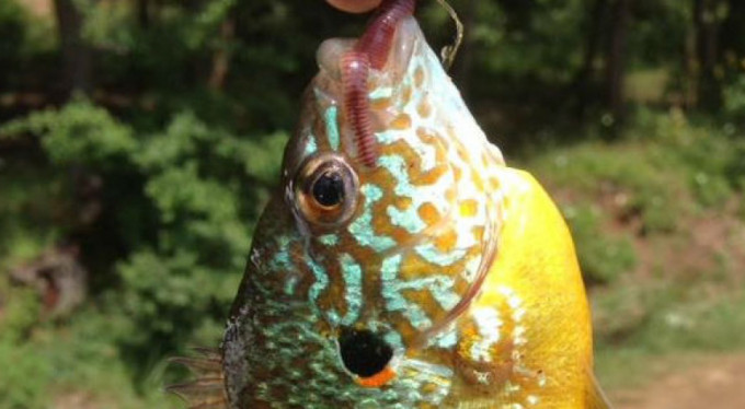 Bursa'da yakalandı! Görenler şaşırıyor...