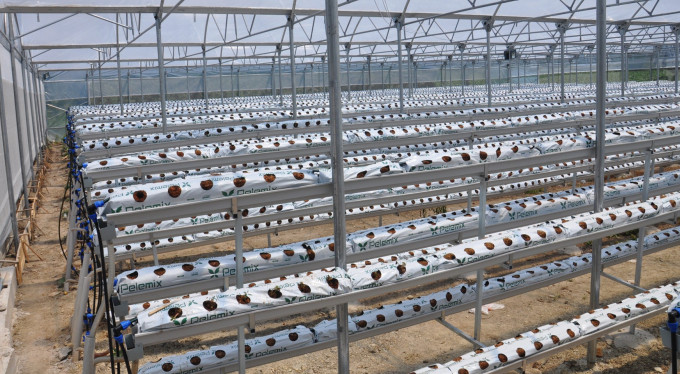 Bursa'da topraksız çilek yetiştiriyorlar