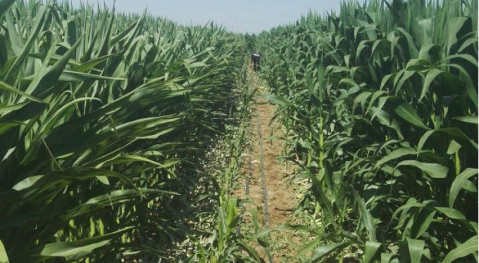 Mısır tarlasında Hint keneviri ele geçirildi