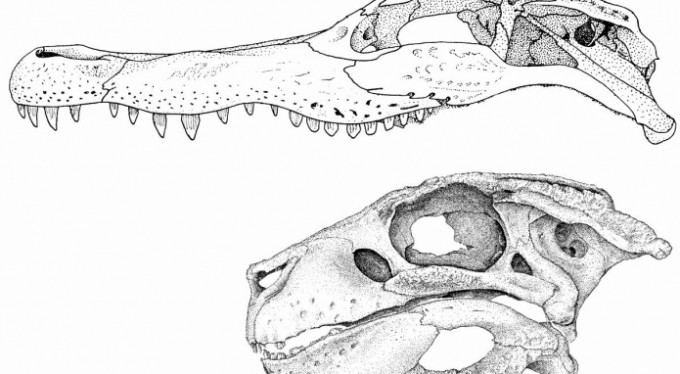 Tam 81 milyon yıllık