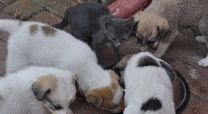 Bursa'da köpek böyle insanlık dersi verdi