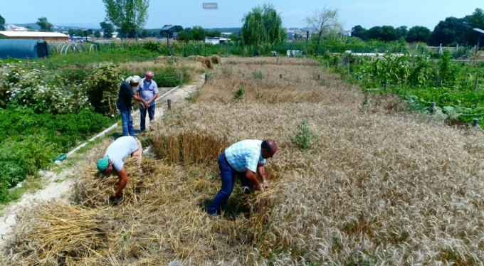 Bursa'da buğday hasadı