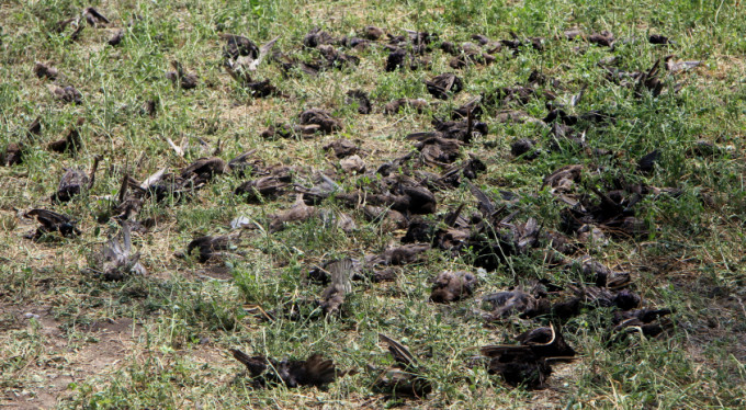 Bursa'da dolu yüzlerce canı telef etti