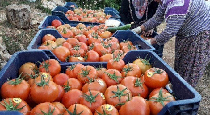 Canan Karatay'ın domates açıklamasına tepki