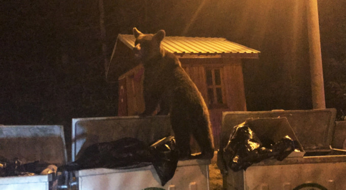 Bursa'da acıkan ayı kameraya yakalandı
