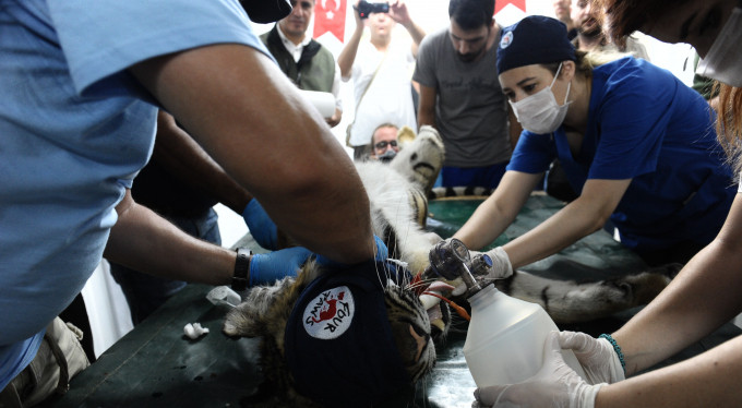 Suriye'den gönderildi, hayata Bursa'da böyle tutuldu!