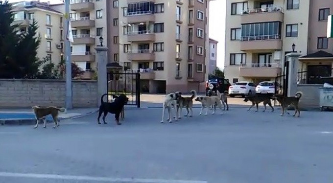 Bursa'da köpek istilası! Sokağa çıkamıyorlar