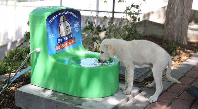 Bursa'da sokak hayvanları unutulmadı