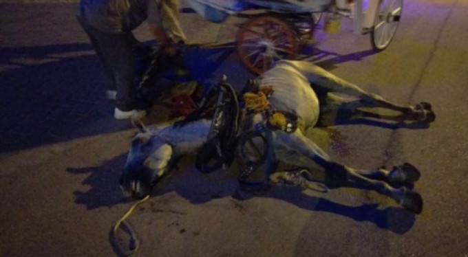 Vicdansızlar! Atı çatlayana kadar çalıştırdılar