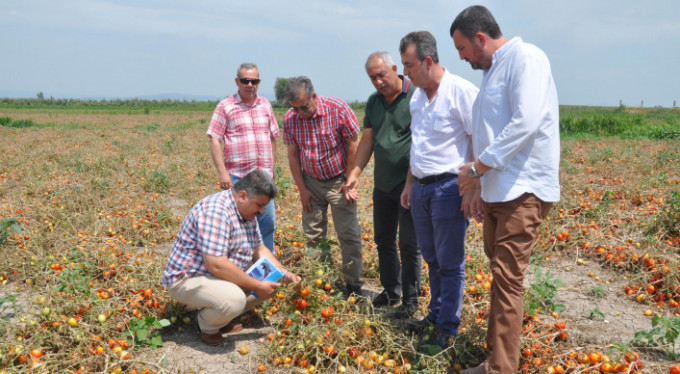 Tarım Komisyonu Bursa'da dolu zararını inceledi