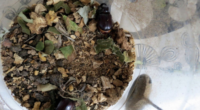 Tabiatta ender görülen böcek Bursa'da ortaya çıktı