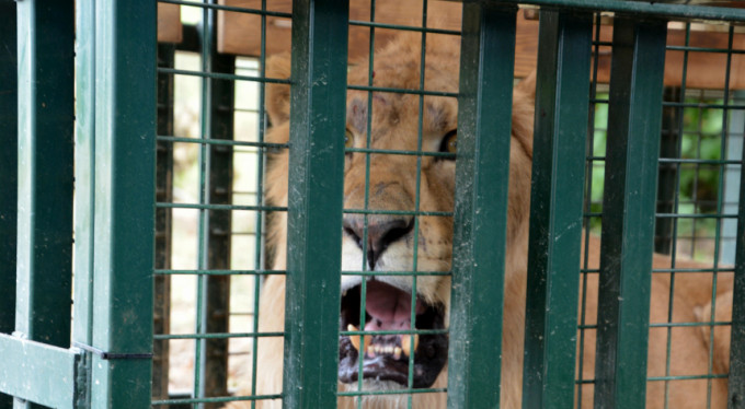 Bursa'nın misafirleri artık güvende!