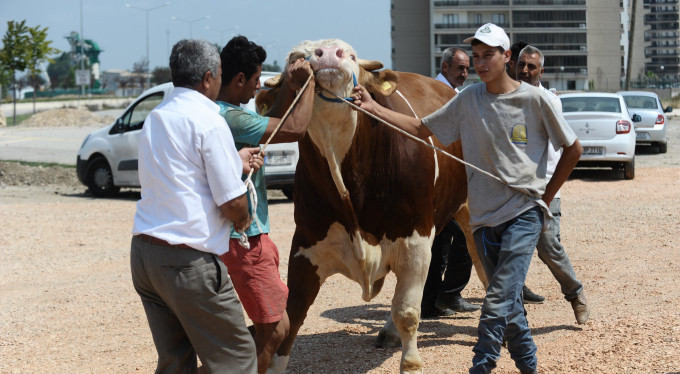 Bursa'da pazarın en irisi! Fiyatı dudak uçuklatıyor