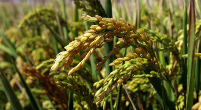 Büyüközer'den GDO'lu ürünlerle ilgili açıklama