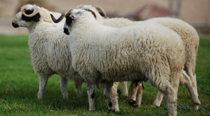 Bursa'da kurban dolandırıcısına dikkat