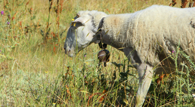 Bursa'da, bu koyunlar en lüks yerde otluyor