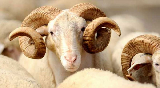 Bursa'da kurbanlık hırsızlarına dikkat!