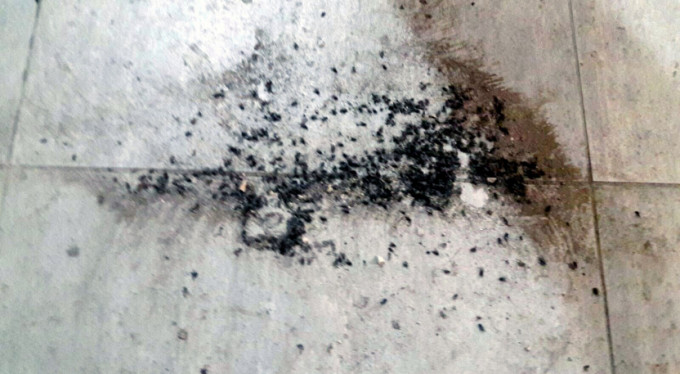 Bursa'da sinek isyanı!