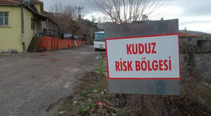 Bursa'da kuduz alarmı!