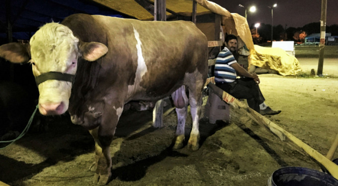 Kurbanlar çalınmasın diye bu çözümü bulmuşlar