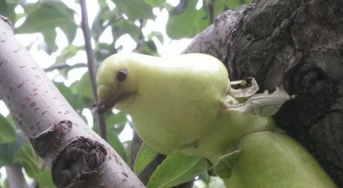 Bursa'da onu görenler şaşırdı! Kuş mu, armut mu?
