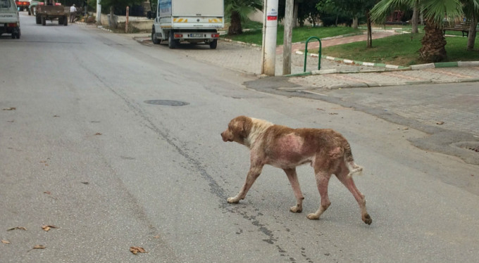 Bursa'da uyuz köpek alarmı!