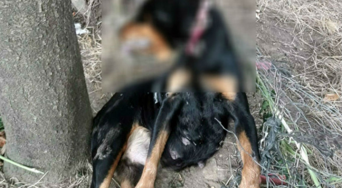 Bursa'da vahşet! Caniler...