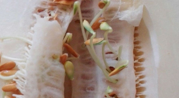 Bursa'da bu kavunu görenler şaştı kaldı!