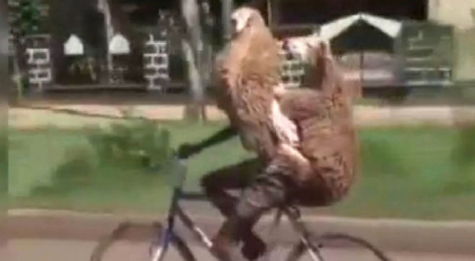 Böyle kurban taşıma görülmedi!