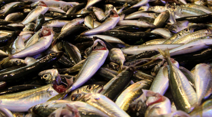 Bursalılar balığa hücum etti