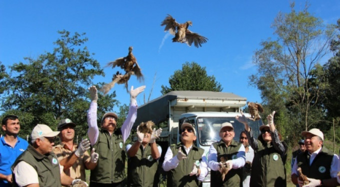 Nesli tükeniyor... Doğaya böyle salındı
