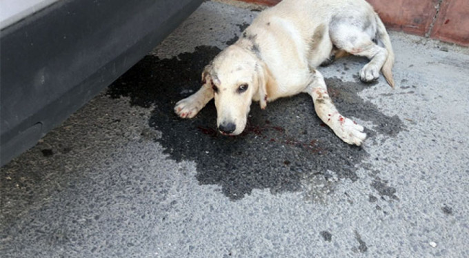 Bunun adı vicdansızlık!