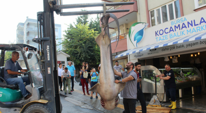 Bursa'da iki tane dev köpek balığı yakalandı