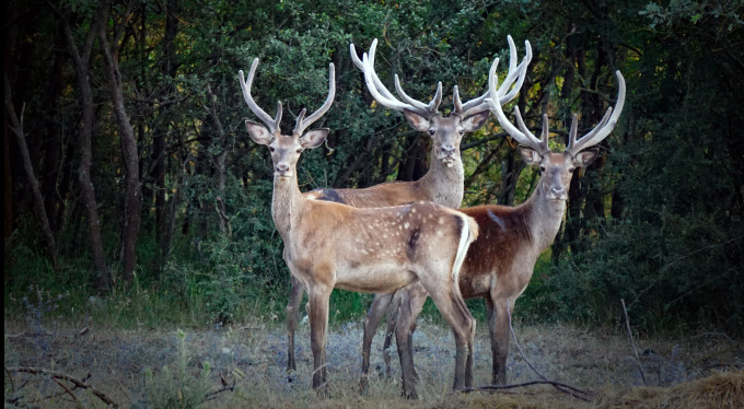 Bursa ev sahipliği yapıyor, doğal yaşam zenginleşiyor