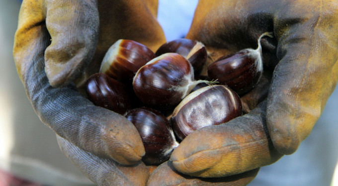 Bursa'da kestane fiyatları uçtu! İşte sebebi...
