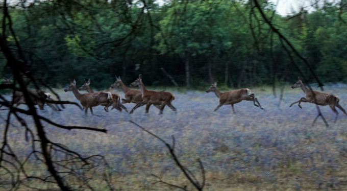 Bursa'da inanılmaz olay! Aç kalınca parçaladılar...