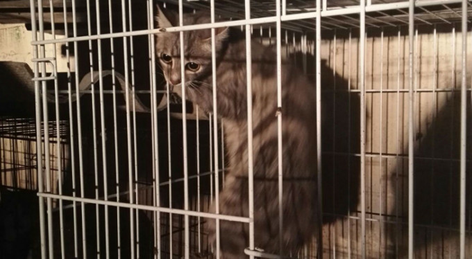 Bursa'da kedi seferberliği! Nefes kesen anlar...