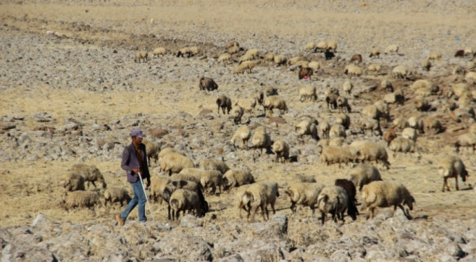3 bin liraya çalışacak çoban bulamıyorlar!