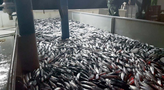 Koyacak yer bulamadılar! Doldu taştı...