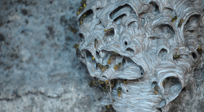 Bursa'da arılar evi istila etti