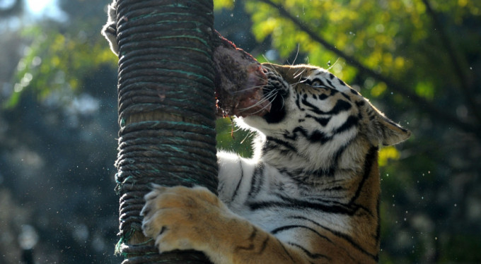 Bursa'da onlara ilgi büyük!