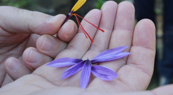 Bursalı çiftçiye alternatif ürün