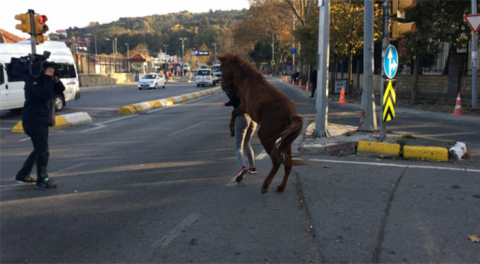 Şehrin göbeğinde at terörü